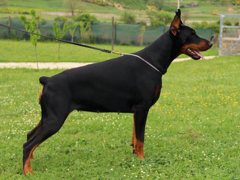 Cuzia dell’Orgoglio Nero