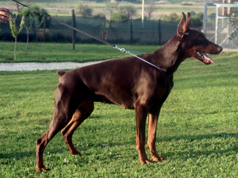 Leyla dell’Orgoglio Nero