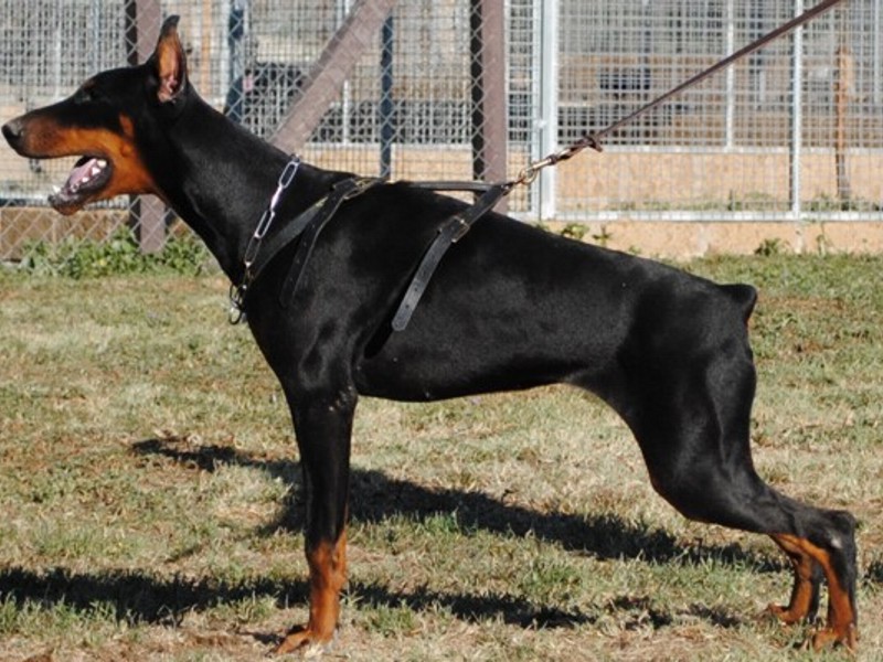 CH. Athena