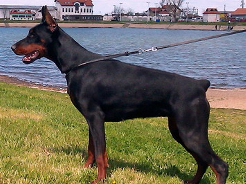 Enigma Zoky von Nollyzor